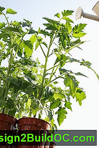 riego de plantas de tomate en maceta, 10 usos