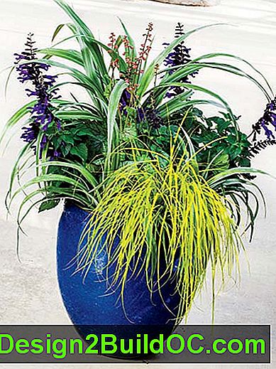 кобалтови сини вази с форма на вази с четири различни изглеждащи растения, в метални зелени, лилави, корали и чартеус