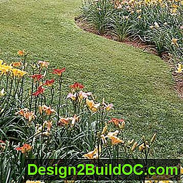 Как да се разделят Daylilies при разделяне и резитба растения