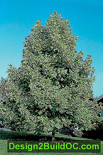 Tulpan, en typ av skuggaträd
