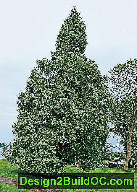 Dawn redwood, en typ av screening tree