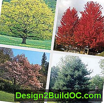 4 typer av träd: Northern Red Oak, Freeman Maple, Sargent Cherry och White Pine