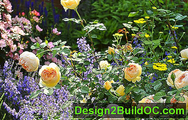 koča vrt z jude nejasen grm rose, rumeni rožiček, vijolična catmint po tekmovanju za preoblikovanje bralca 2013