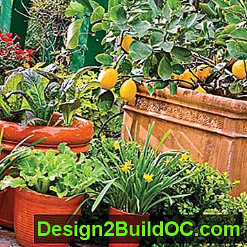 limone, gorčična zelenjava in zelena solata v posodnem vrtu