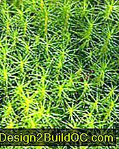 El musgo de Sphagnum es una de las plantas más comunes que se encuentran en los jardines de pantanos.