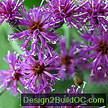 L'ironweed di Baldwin, o baldwinii di Vernonia, attirerà gli insetti benefici nel tuo giardino.