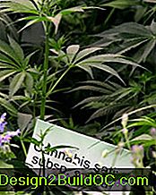 Rastline Cannabis sativa so prikazane na razstavi Chelsea Flower v Londonu. Rastline so gojene, so gojene strogo za svoje vlaknine.