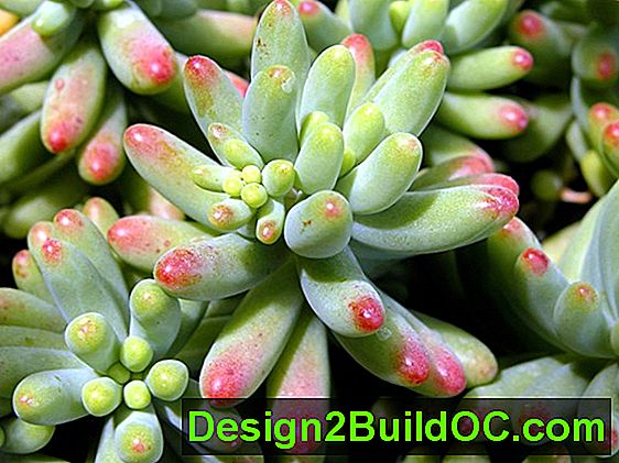 Tipos De Plantas Suculentas - Ideas - 20242024.MarMar.ThuThu