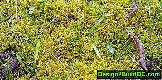 Moss In Lawn - Altro - 20242024.MarMar.ThuThu
