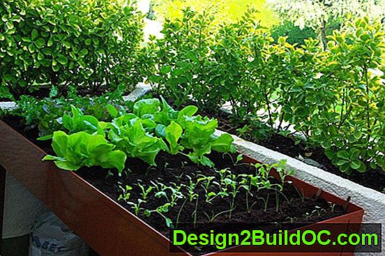 66 Cosas Que Puedes Cultivar En Casa: En Contenedores, Sin Jardín - Decoración del hogar - 20242024.MarMar.ThuThu