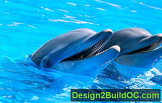 Dolphin Dream Odeja Pattern